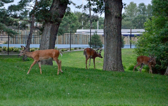 Deer Como Park