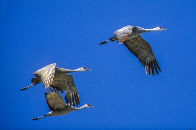 Sandhill crane flying Platte WEB